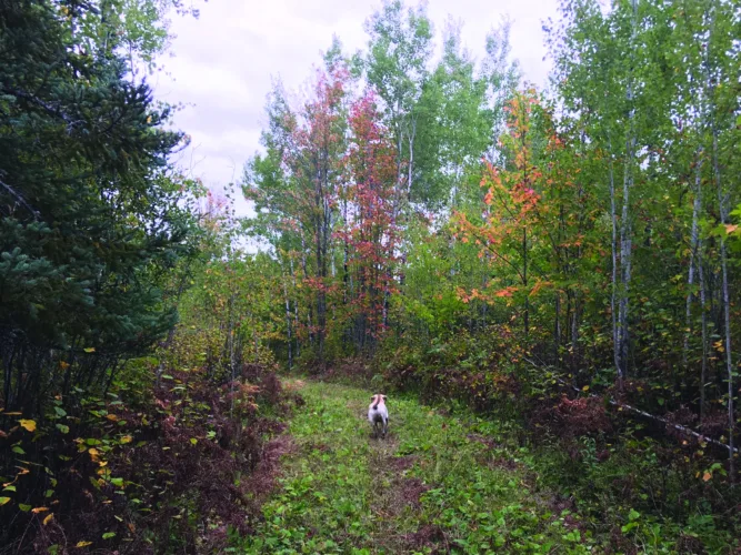 Habitat beyond the hunt